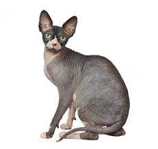 Amazing animal facts 2021, kann. Sphynx Katze Rassebeschreibung Purina