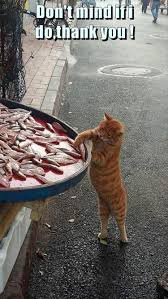 Funny Cats Compilation Funny Cats Videos Try Not To Laugh 5 Funny Animal Pictures Funny Animals