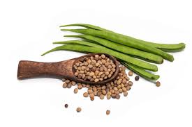 Image result for Cyamopsis tetragonoloba