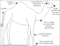 I have tried with wolfram alpha some plot but haven't find a good function. Camel Printout Enchantedlearning Com