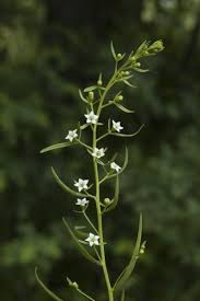 Image result for Thesium thamnus