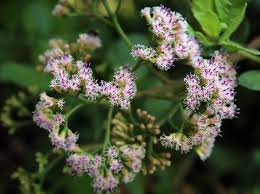 Image result for Pluchea