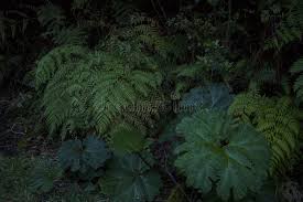 Image result for Myrothamnaceae