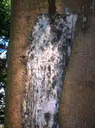We did not find results for: Sun Scald Wikipedia