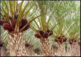Perkebunan kelapa sawit pertama berlokasi di pantai timur sumatera (deli) dan aceh. Kelapa Sawit Agrobisnes