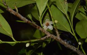 Image result for Pentaphylacaceae