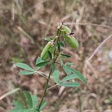 Image result for Crotalaria torrei