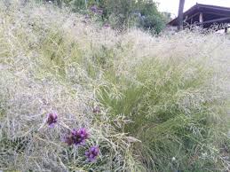 Image result for Eragrostis caespitosa