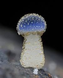 Image result for Eschenbachia subscaposa