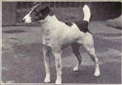 We did not find results for: Fox Terrier De Pelo Liso Wikipedia La Enciclopedia Libre