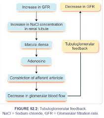 Glomerular Filtration Factors Affecting Glomerular Filteration Rate Pdf Download Anatomy And Physiology Physiology School Subjects