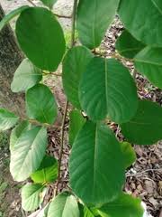 Image result for Ficus amadiensis