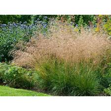 Image result for Deschampsia