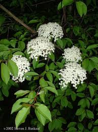 Planting a small tree is a pleasurable task. Small Flowering Trees A Dozen Native Species For Limited Spaces Wild Seed Project