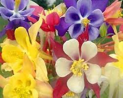 Shop perennial flower seeds and plants from the most trusted name in home gardening. Red Aquilegia European Perennial Flower Seeds 100 Seeds Buy 4 Free Shipping Perennial Seeds Plants Seeds Bulbs