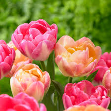 Each utensil from our cooking utensil set is safe to be used on all cookware as they are heat resistant. Tulips And Other Flowers That Change Colors Hgtv