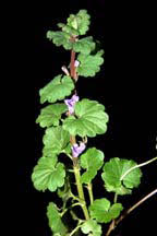 Creepy charlie is the recommended form of treatment without additives for stains close to edible plants or for households of children or livestock that may be affected by toxic materials. Creeping Charlie Wisconsin Horticulture