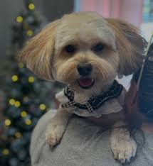 Photo by Kristy Spradley (@llapoochedogspa) · September 25, 2020