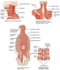 Three types of back muscles that help the spine function are extensors, flexors and obliques. File 1117 Muscles Of The Neck And Back Jpg Wikimedia Commons