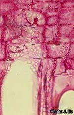 Image result for Cassipourea ndando