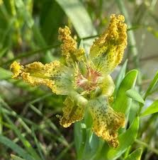 Image result for Selago coerulea