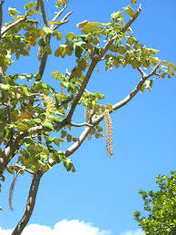 Image result for Polyscias kivuensis