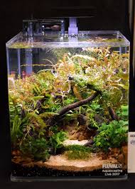 Would Be Great For A Betta Fish Aquarium Landscape Aquascape Betta Fish Tank