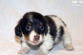 Directory Of Breeders And Shelters With Dogs And Puppies For Sale And Pets For Adoption Search Dogs And Puppies By Br Dogs And Puppies Cute Puppies Dog Breeds