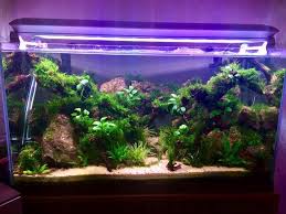 S Erol Tasdelen Https T Co Ma8vq2kmwg Acuario3web Acuario3web Twitter Aquascape Aquarium Granada