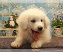 Why buy a great pyrenees puppy for sale if you can adopt and save a life? Puppyfinder Com Great Pyrenees Puppies Puppies For Sale Near Me In Oklahoma Usa Page 1 Displays 10
