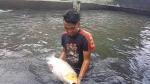 Kolam Telaga Kencana Malang Youtube