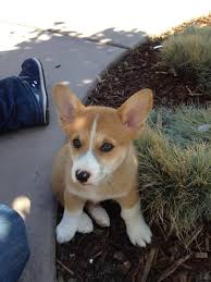 Click below to find a shelter or rescue in. Pembroke Welsh Corgi Puppies For Sale Austin Tx 305561