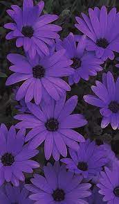Multiple sizes available for all screen sizes. Daisies Wallpapers Roxos Papel De Parede Roxo Coisas Roxas
