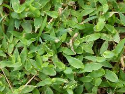 Image result for Arthraxon micans