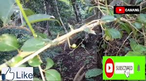 Check spelling or type a new query. Rukem Di Alam Liar Bahan Bakalan Bonsai Youtube