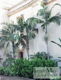 Image result for Howea