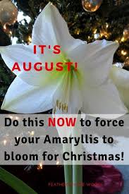 How To Force An Amaryllis To Bloom Again Amaryllis Plant Amaryllis Amaryllis Care