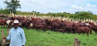 Template:multiple issues yoweri kaguta museveni (about this sound pronunciation (help·info); 10 Expensive Things Owned By Ugandan President Yoweri Museveni Vidello Productions
