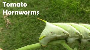If you've had infestations in the past a preemptive dusting might be a good idea. Hornworm Damage On Tomatoes And What They Turn Into Their Adult Form Youtube