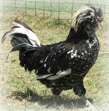 information and pictures of over 60 chicken breeds