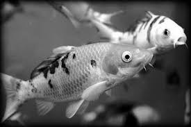A female fathead minnow can lay eggs up to 25 times a year. How Old Do Koi Need To Be To Spawn Full Service Aquatics