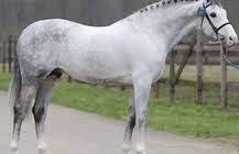 Maybe you would like to learn more about one of these? Dacara E Springpferd Erweiterter Bebilderter Pedigree Rimondo