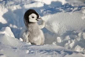 2 sc in each sc around (12 sts) 3: Watch A Cuddly Baby Penguin Struggle To Survive In Its Chilly Home Audubon