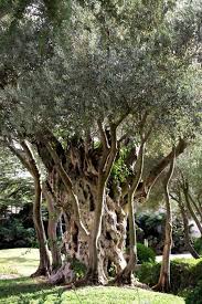 Olive Trees Have Small White Feathery Flowers No Flower In This Jerusalem Israel Photo But Expanding Trunk System Too Amazing To Old Trees Olive Tree Tree