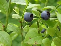 Eine mischung aus rindenhumus, holzhäcksel und lauberde). Baumschule Eggert Blutenstraucher Baumschulen Heckenpflanzen Wilde Heidelbeere Und Blaubeere Vaccinium Myrtillus In Unserem Online Shop Kaufen