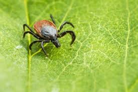 Boala lyme (borrelioza lyme, infecția lyme, boala mușcăturii de căpușă). Capusele Boala Lyme Si Encefalita De Capuse Nutripharm By Letitia Mates