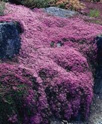 Ground covers for georgia landscapes gary l. Creeping Thyme Plant In Full Sun To Partial Shade Blooms All Summer Long Will Tolerate All Soil Types Is Drought Toler Plants Hardy Perennials Ground Cover