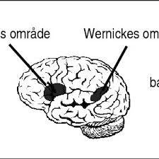 Venstre, oficialmente venstre, partido liberal da dinamarca (em dinamarquês: Figur 3 De Klassiske Sprogomrader I Venstre Hjernehalvdel Brocas Download Scientific Diagram