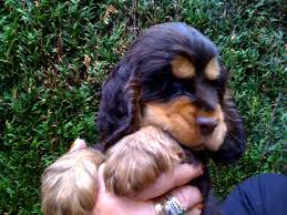 Black and tans and liver and tans are considered solid colors. 6 Cute Black And Tan Cocker Spaniel Puppies Photos All Puppies Cocker Spaniel Puppies Cocker Spaniel Spaniel
