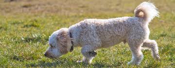 If you're worried that your dog's dirt eating is due to a nutritional imbalance, you should consult your veterinarian about your canine companion's diet and whether changes need to be made. Why Do Dogs Eat Grass Dirt Purina